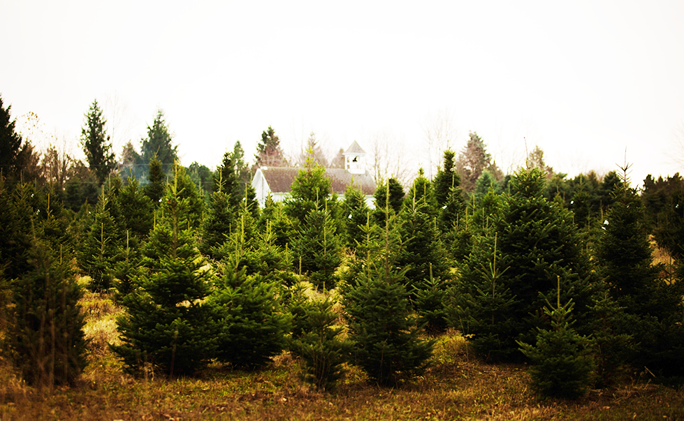 Trees on the Farm