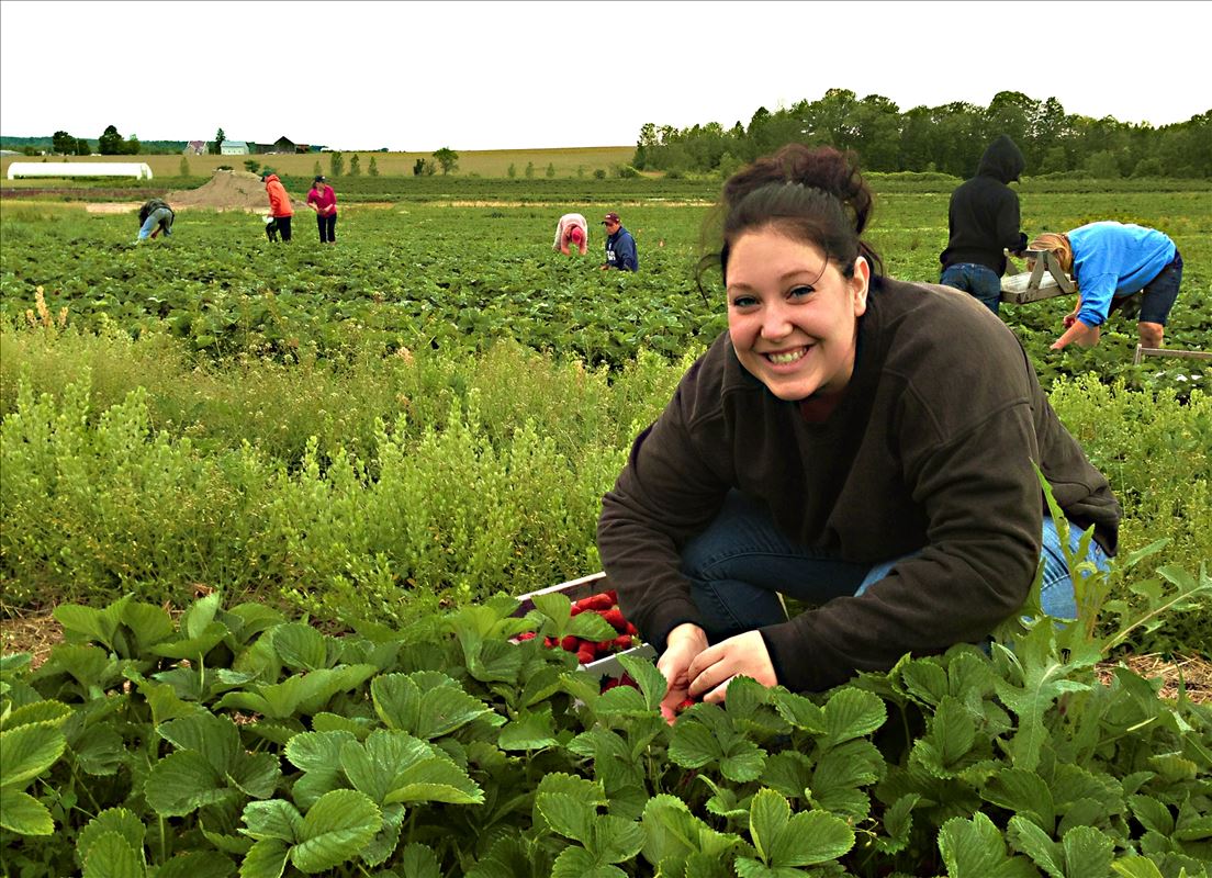 Strawberry Picking at AJ's Berry Farm