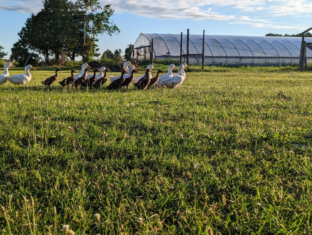 Farm ducks in the field near the greenhouse at Garden Farm