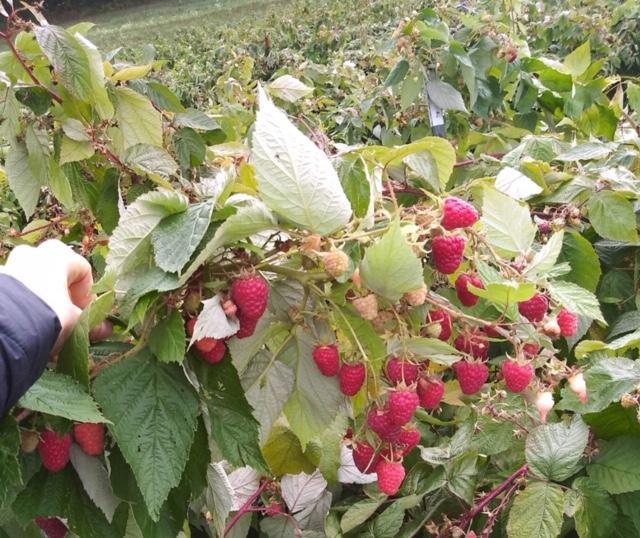 Red raspberries at Berry Hill Farm in Dexter