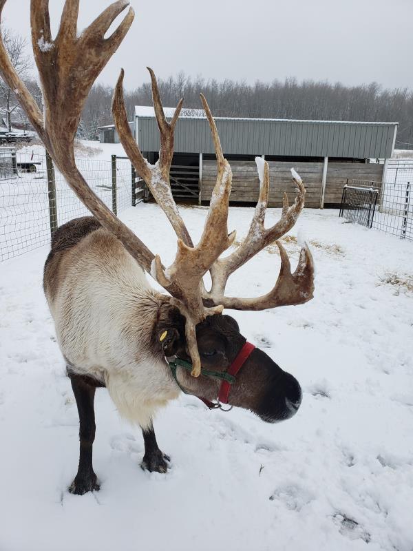 Reindeer in snow with barn in. background