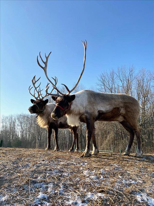 Rooftop Landing Reindeer 