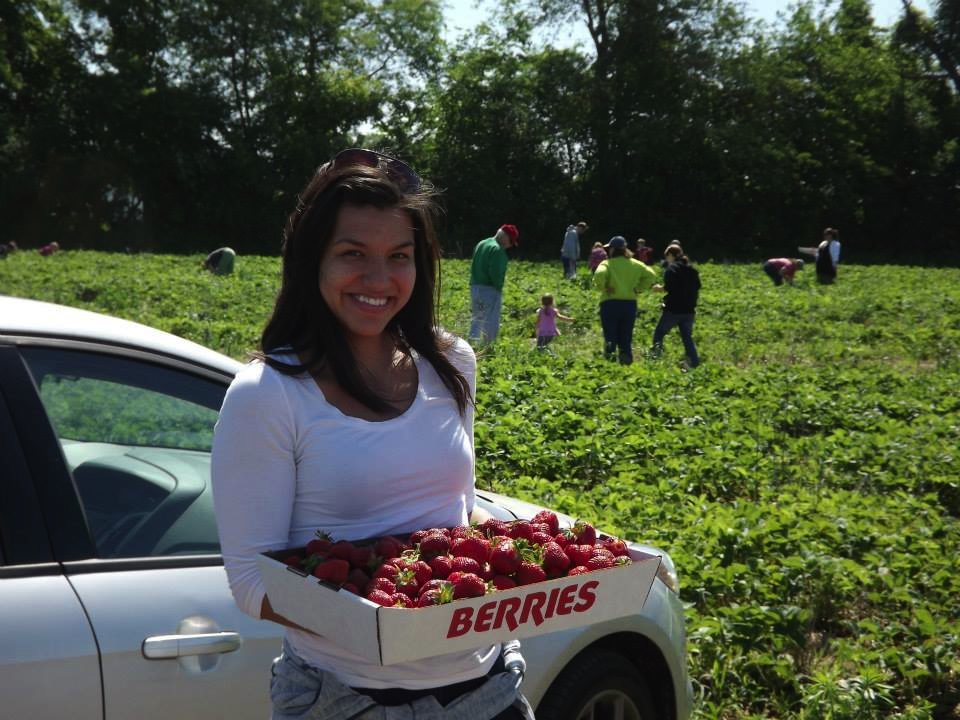 U-pick strawberry fields at Rowe's Produce Farm