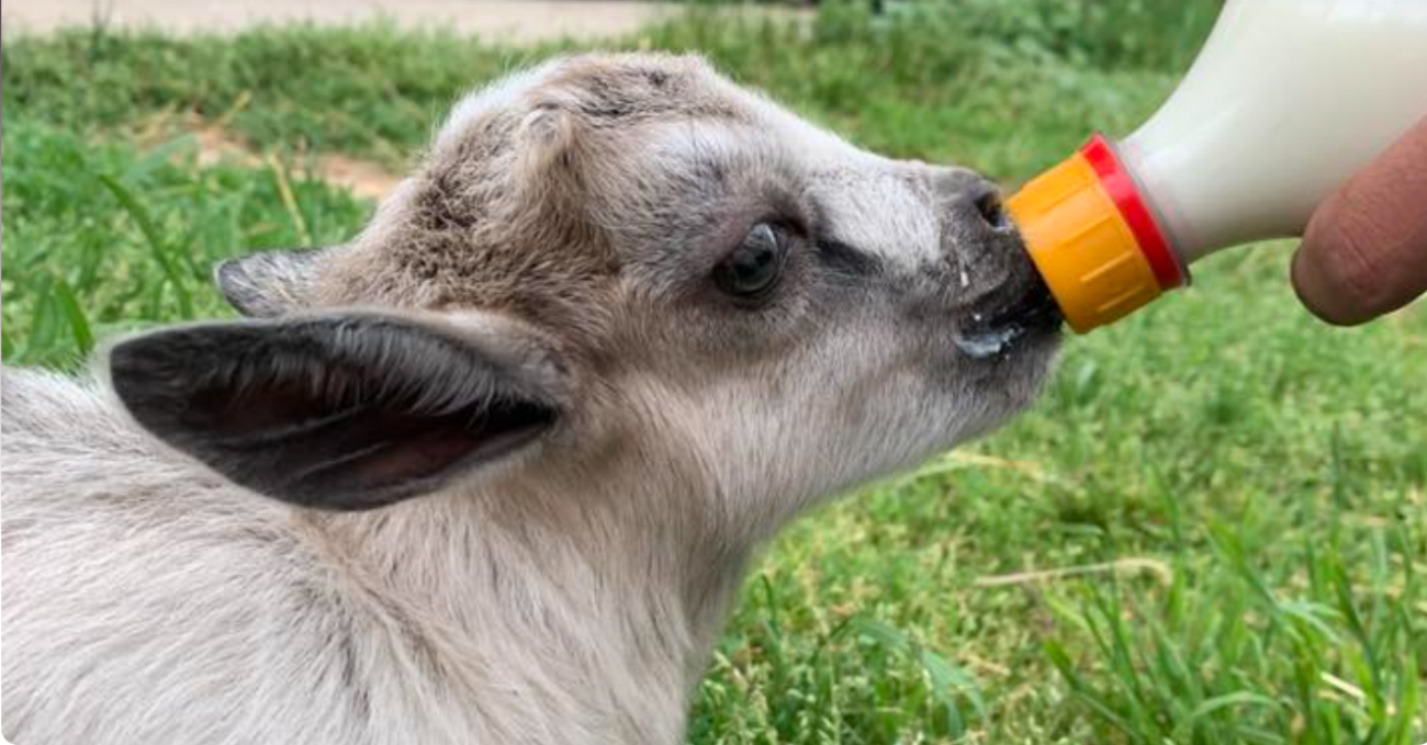 Calf being bottle-fed