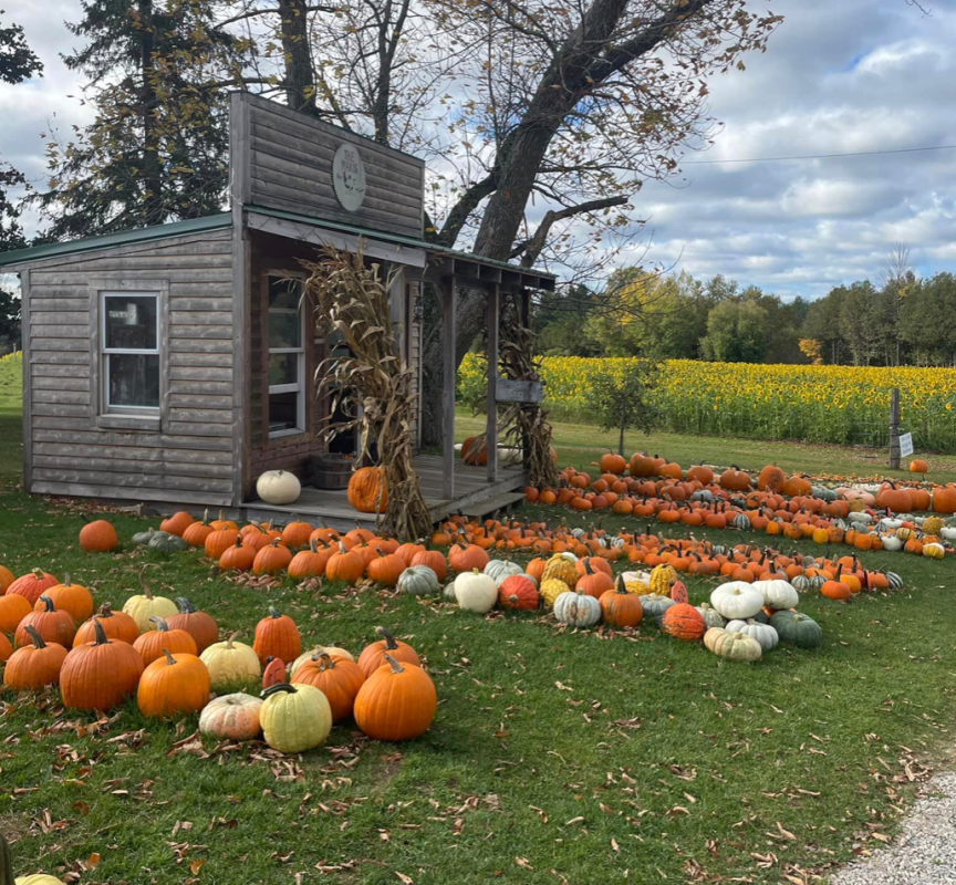 pumpkins at farm stand, Maki pumpkins