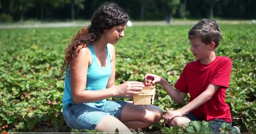 How to Pick Strawberries Video