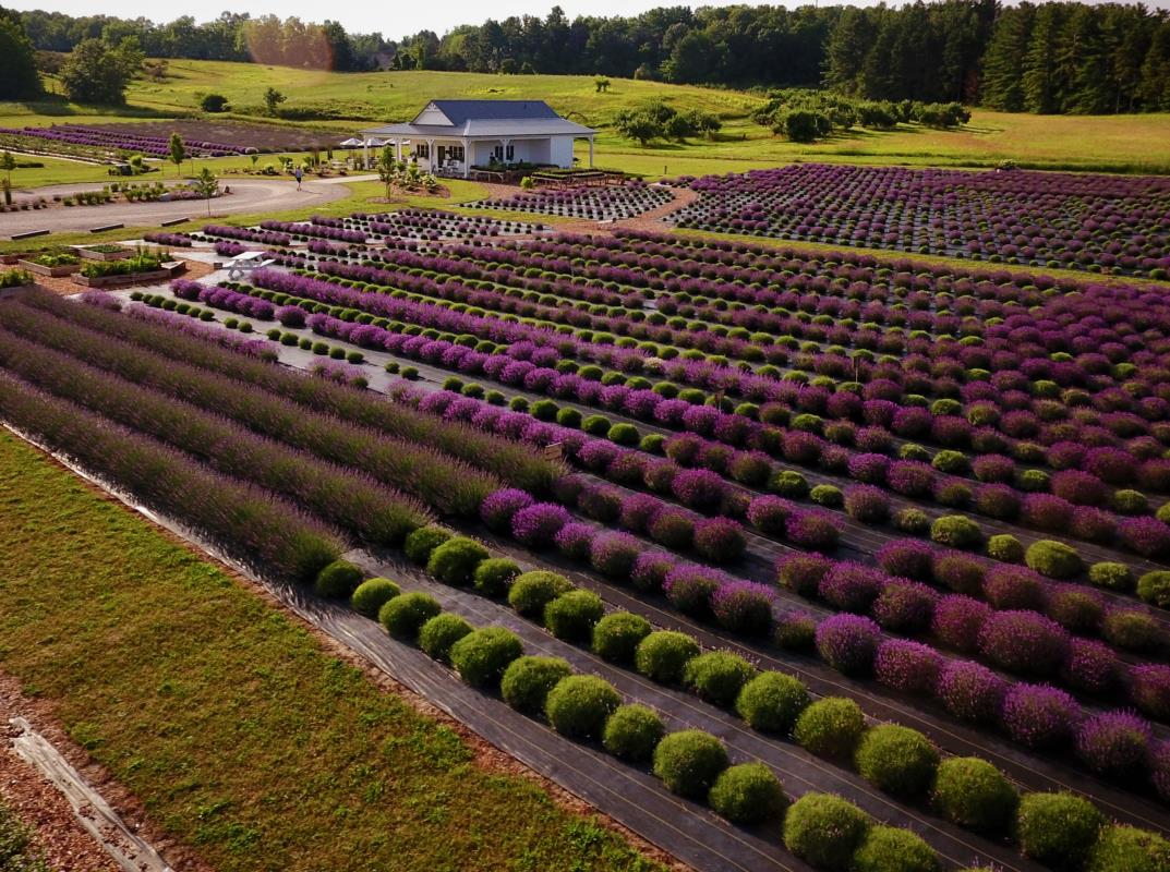 Overhead view of lavender fields in bloom at Secret Garden at Brys Estate