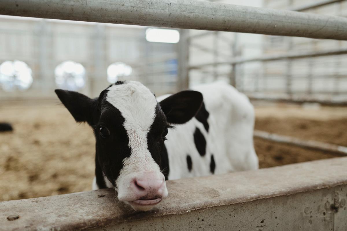 Dairy cow leaning on fence in barn