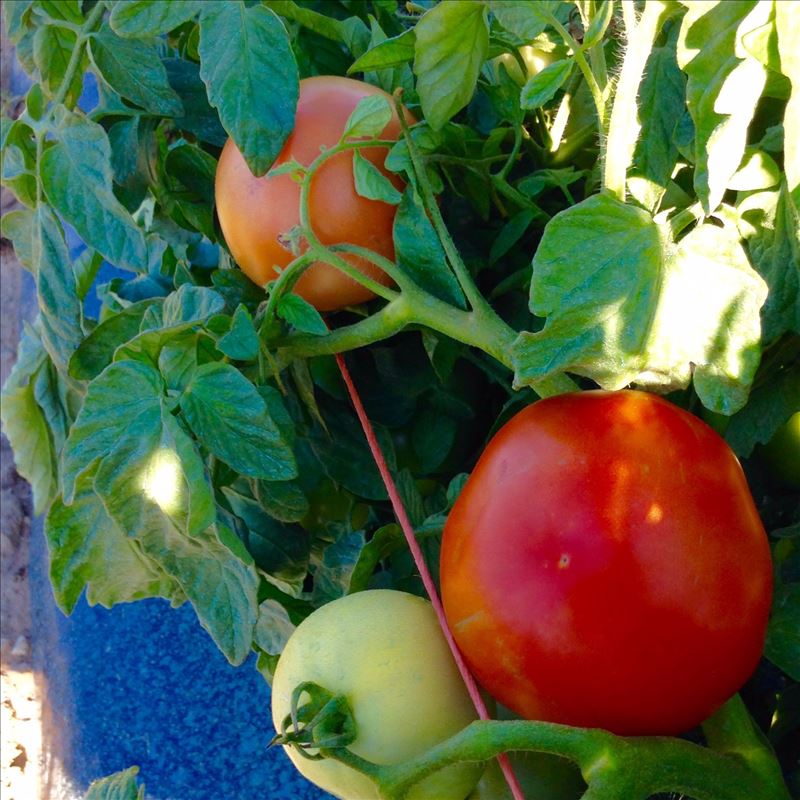 Sill Bros. U-Pick Tomatoes and Peppers