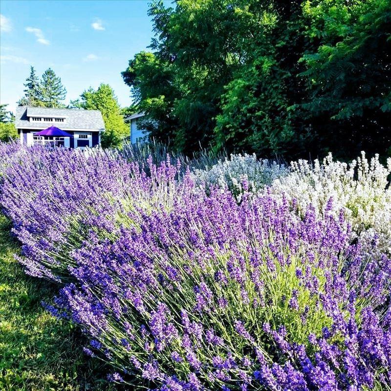 Lavender field in bloom at Sixteen Sprigs Lavender Farm