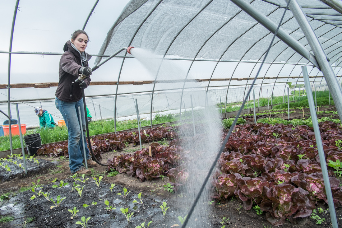 MSU Student Organic Farm