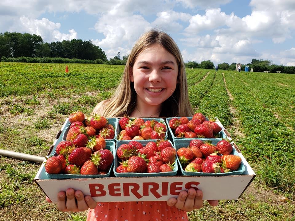 spicer-strawberries.jpg