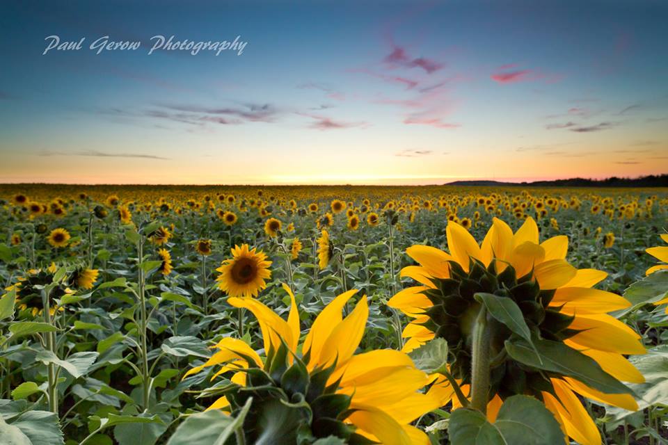 Sunflowers