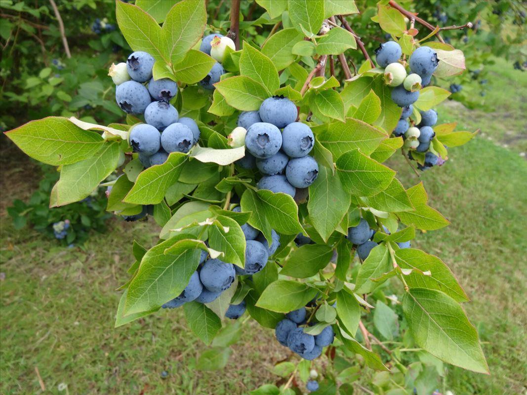 Blueberry bush at Tawas Blueberry Farm in Tawas City