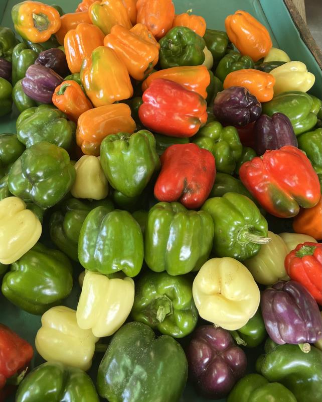 Colorful sweet peppers at Brush Farms