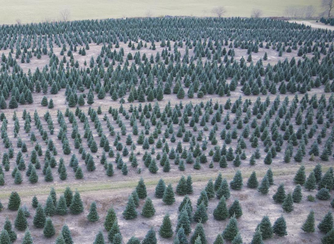 Christmas tree farm