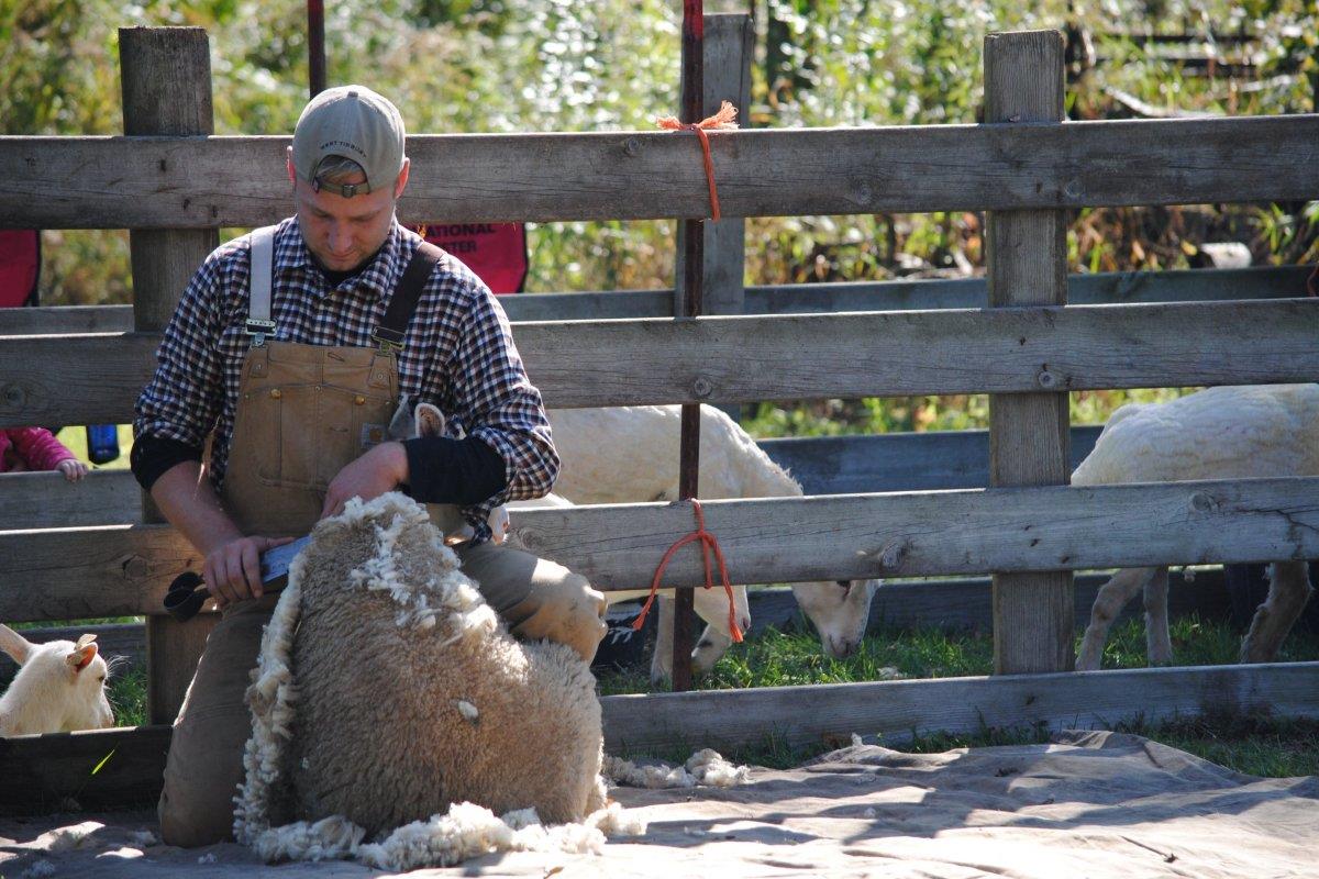 Man shearing a sheep near a fence at Waterloo Farm Museum in Grass Lake