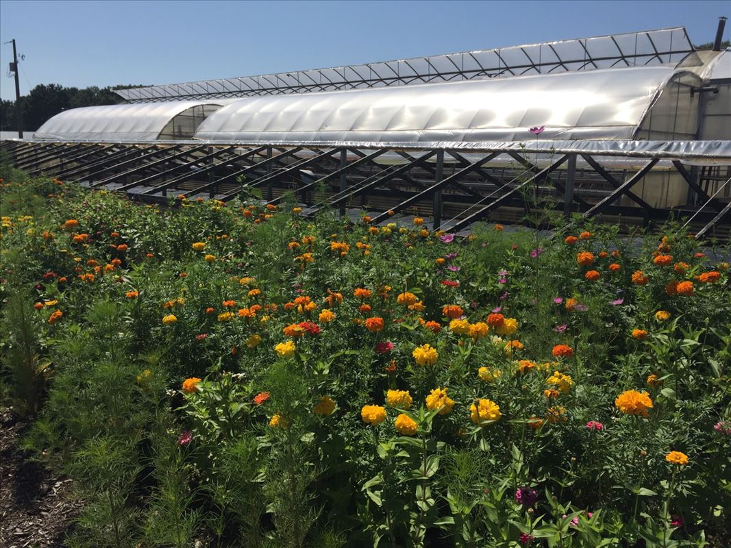 Weesies Brothers Farms Greenhouses