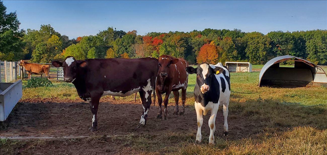 Cows in the field at Wolcott Mill Metropark Farm Center
