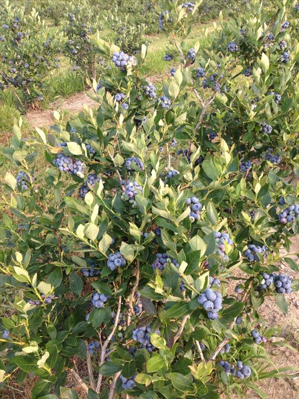 Woodland Enterrprises Blueberry Patch
