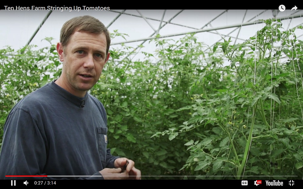 Screen capture of a farming technique video showing a farmer demonstrating tomato trellising