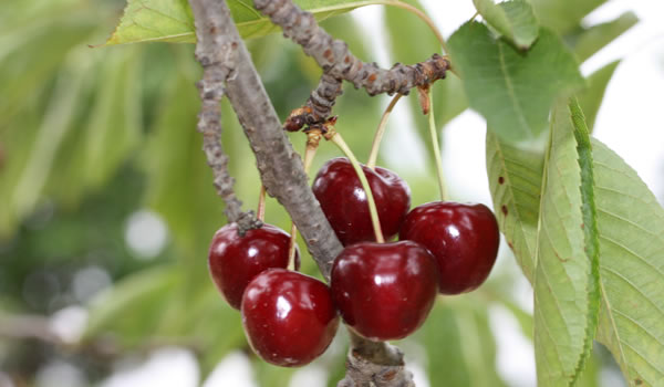 U-Pick Cherries