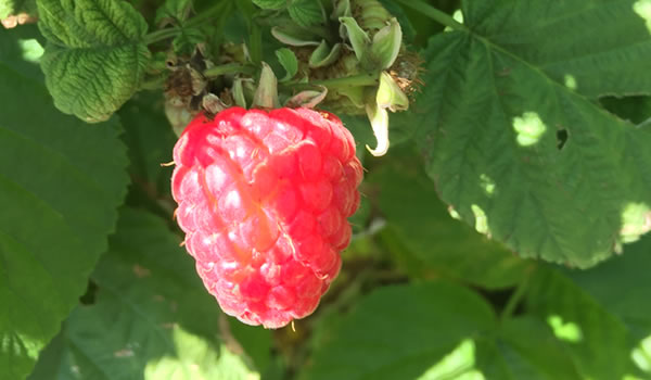 U-Pick Raspberries