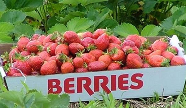 U-Pick Strawberries