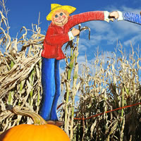 Get Lost in a Corn Maze