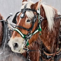 Enjoy a Horse-drawn Wagon Ride