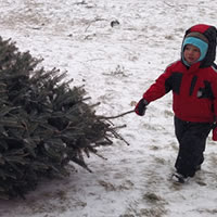 Cut Your Own Christmas Tree