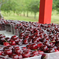 Buy Fresh Food at a Farm Market or Roadside Stand