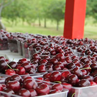 Buy Fresh Food at a Farm Market or Roadside Stand